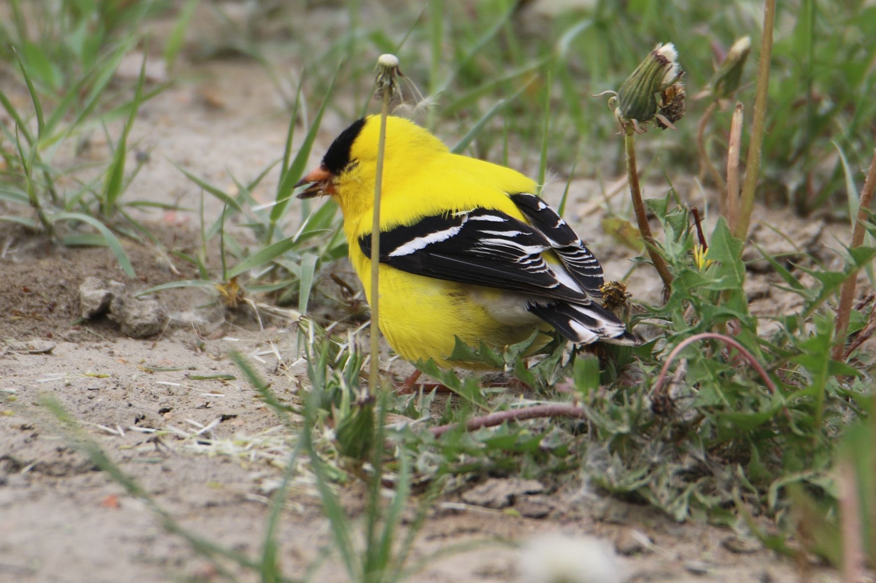 Munching on Dandelions